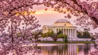 Cherry Blossoms in DC
