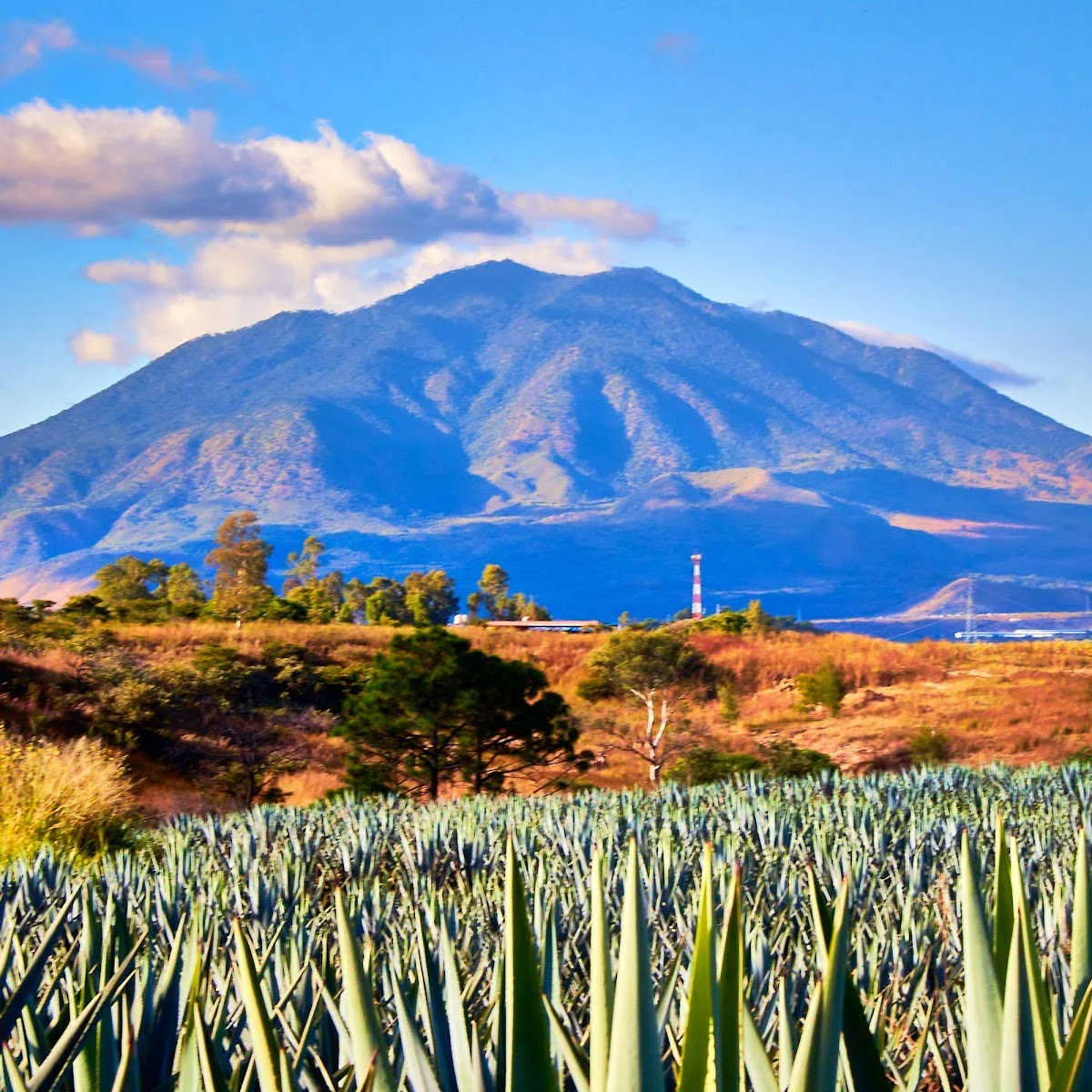 Agave fields and volcano in Tepic, Mexico