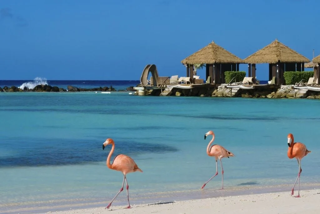 Pink flamingos on white sand beach in Aruba