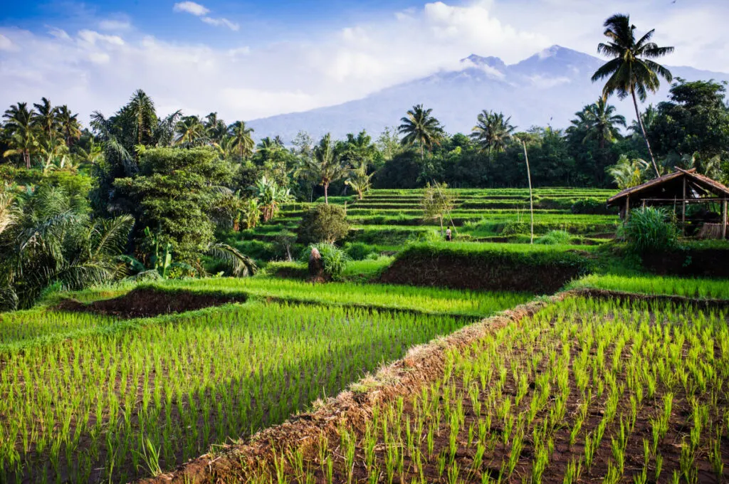 Rice Fields in Lombok