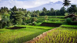 Rice Fields in Lombok