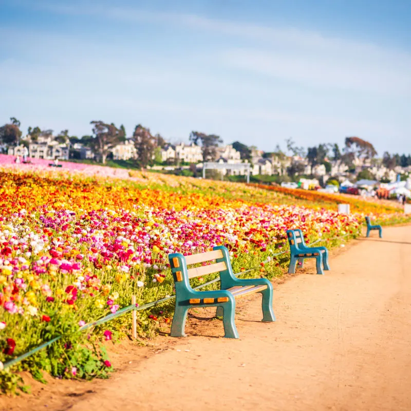 Benches at Carlsbad flower fields