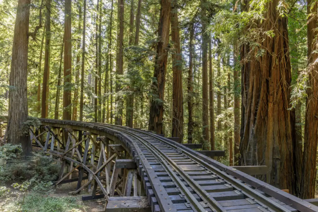 Train tracks in forest of Redwoods