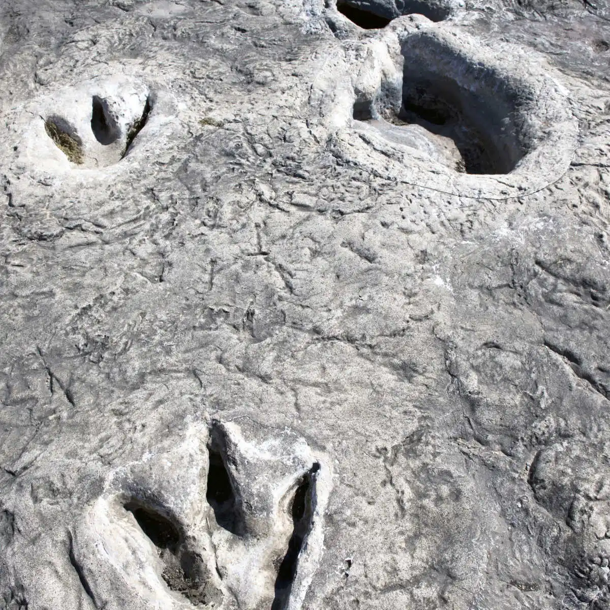 Dinosaur tracks in Dinosaur Valley State Park in Glen Rose, Texas