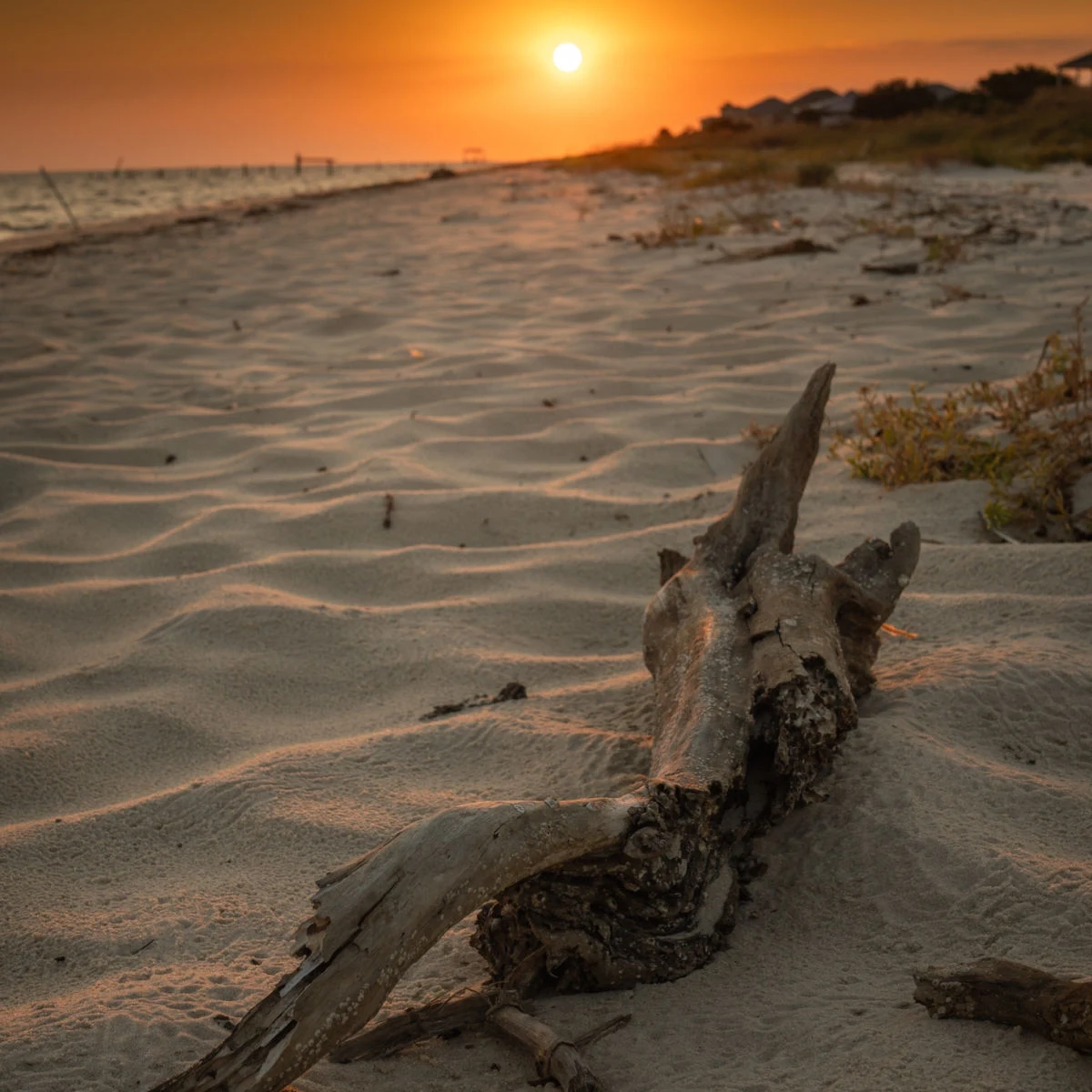 Driftwood on white sand beach in Ocean Springs, MS