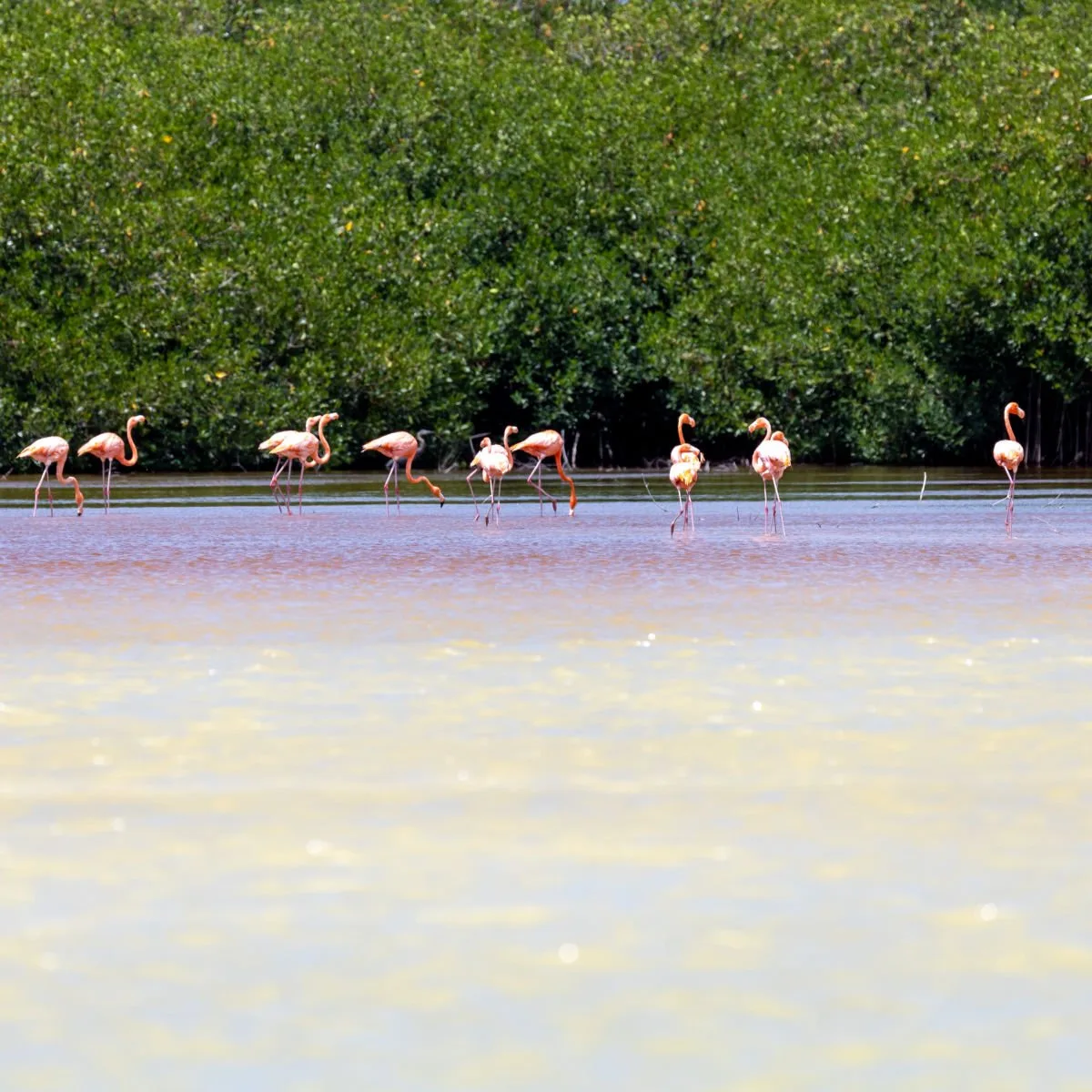 Flamingos in Oviedo LAgoon in Dominican Republic