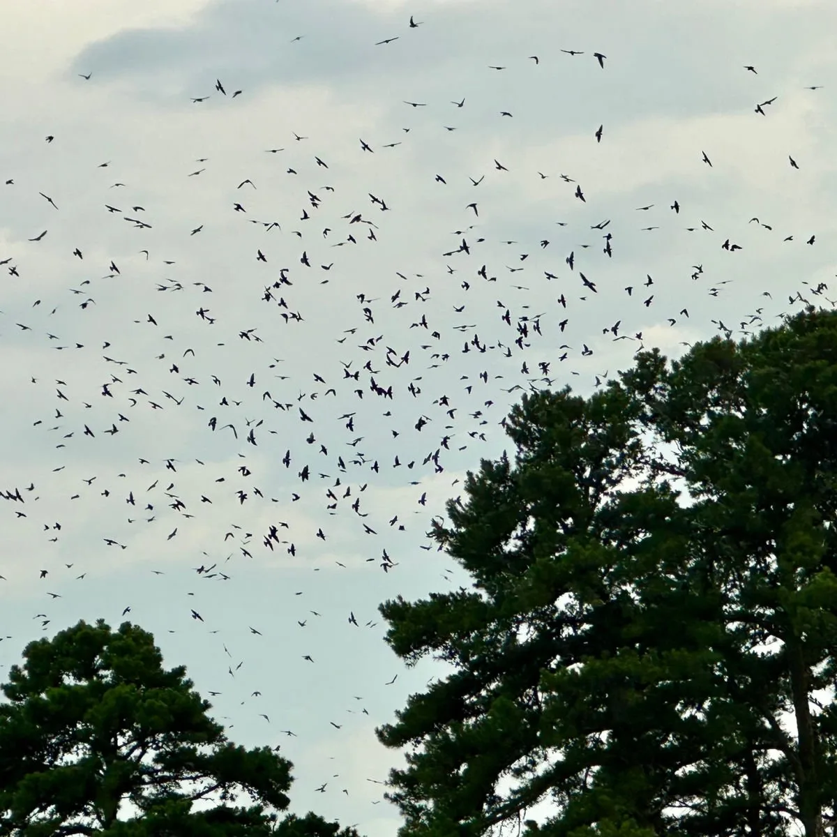 Flock of purple Martins in Lake Murray, South Carolina