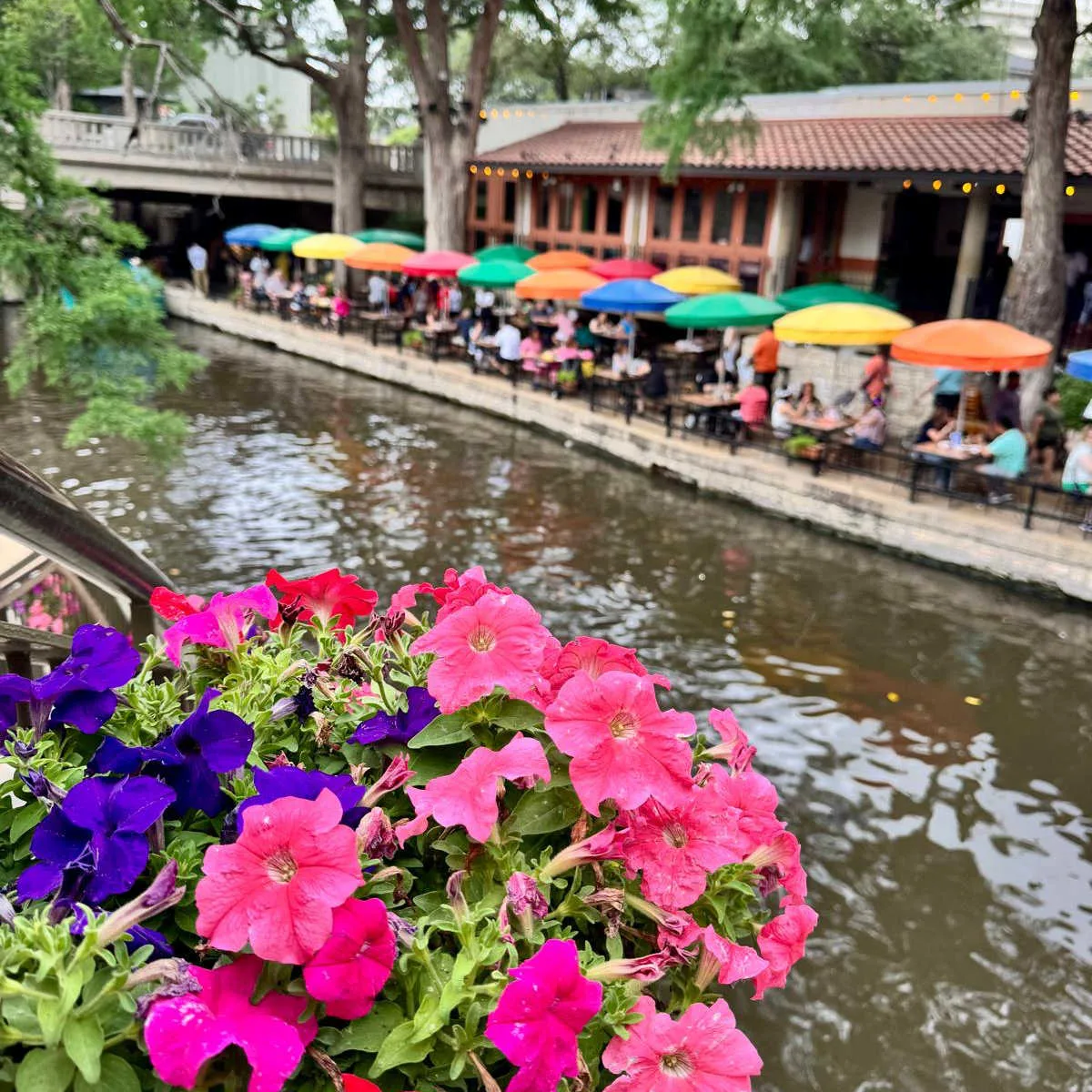 Flowers blooming along River Walk - San Antonio, Texas