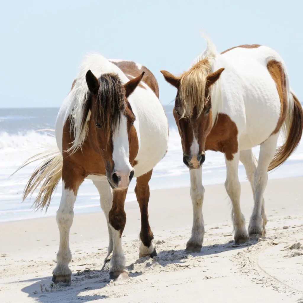 Horses roaming freely on beach - Chincoteague, VA