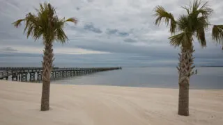 Palm tree on white sand beach in Ocean Springs, MS