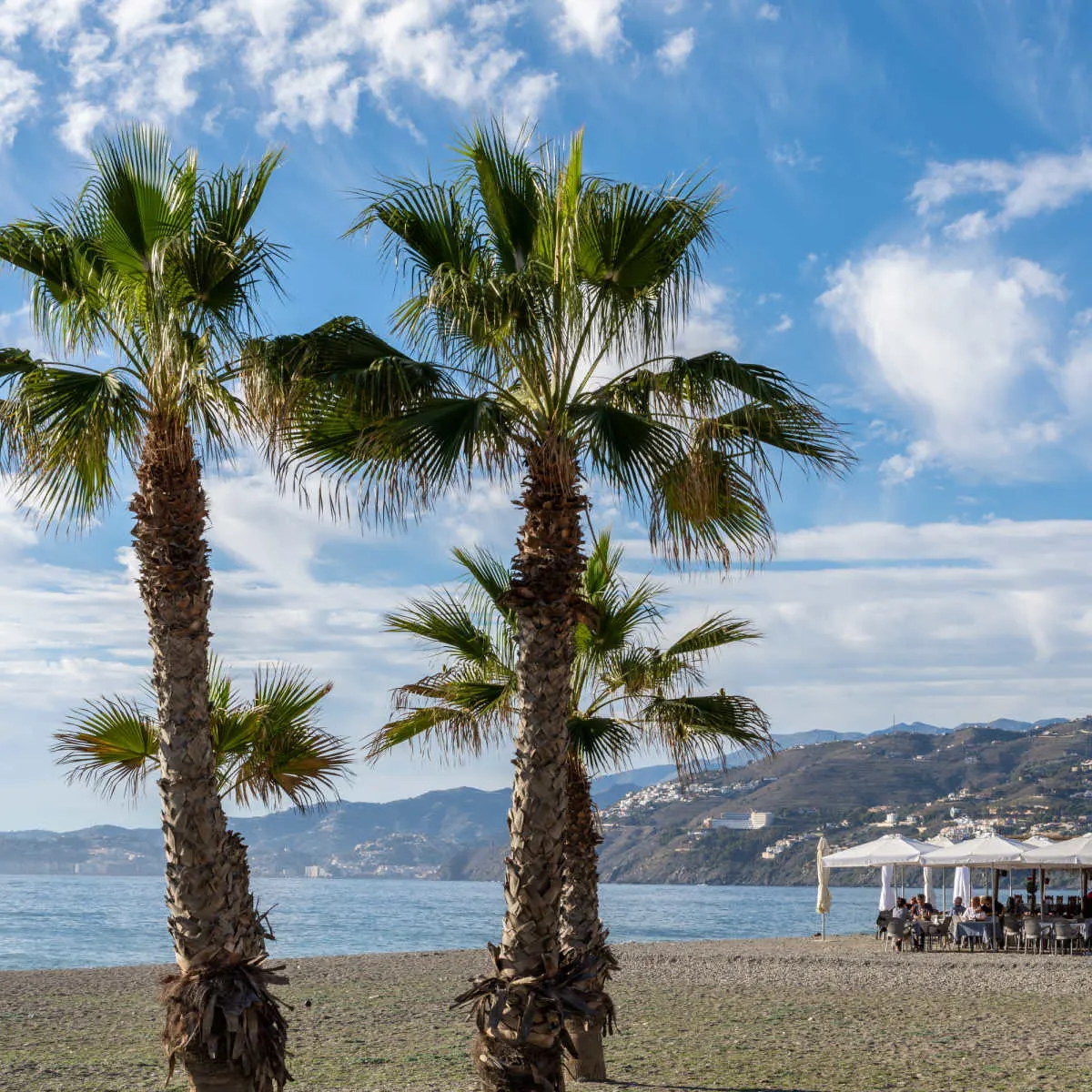 Palm trees and beachside bar in Salobre&ntilde;a
