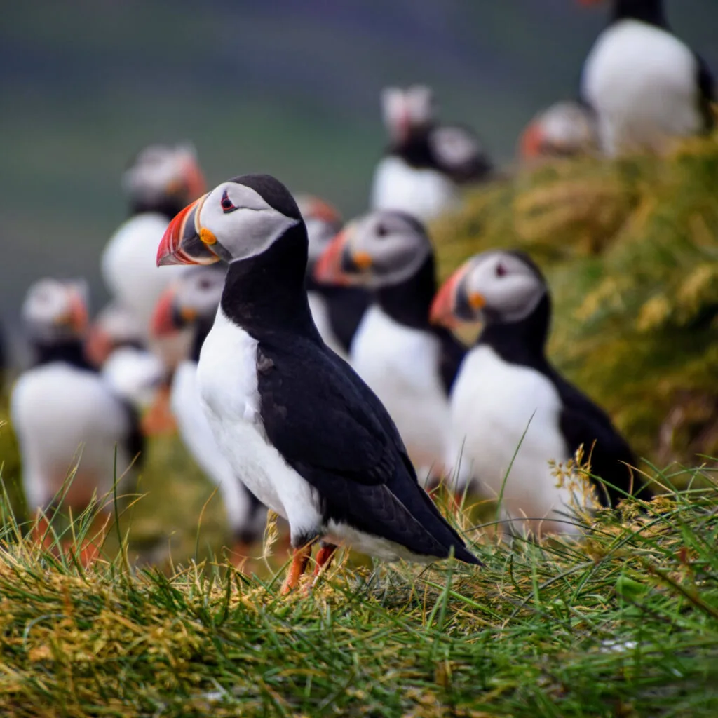 Puffins in Iceland
