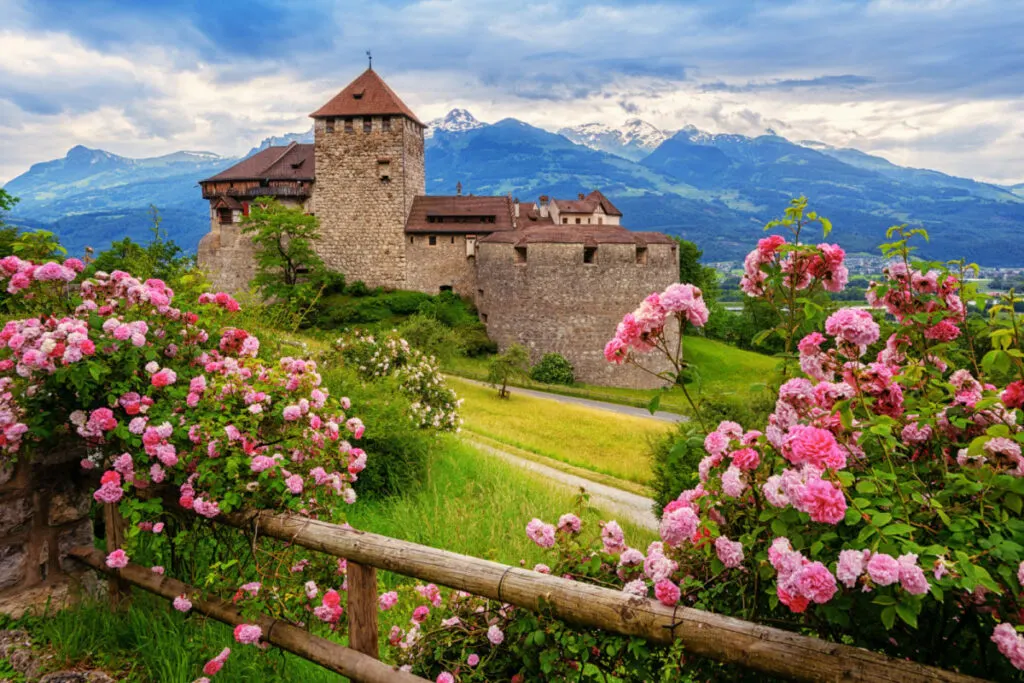 Vaduz castle, Liechtenstein, in the Alps mountains, with beautiful blooming pink rose flowers