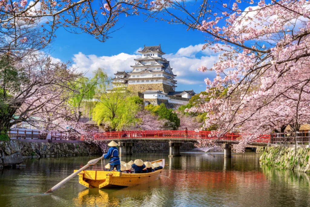cherry blossoms and castle in Japan