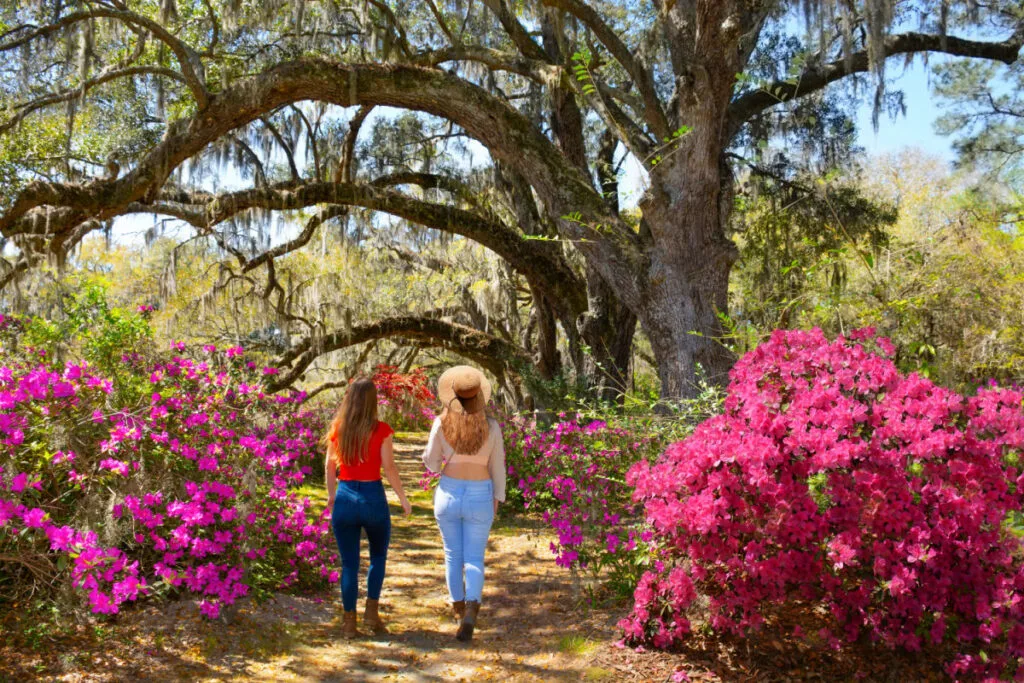 2 women walking near blooming flower bushes under spanish moss tree in South Carolina