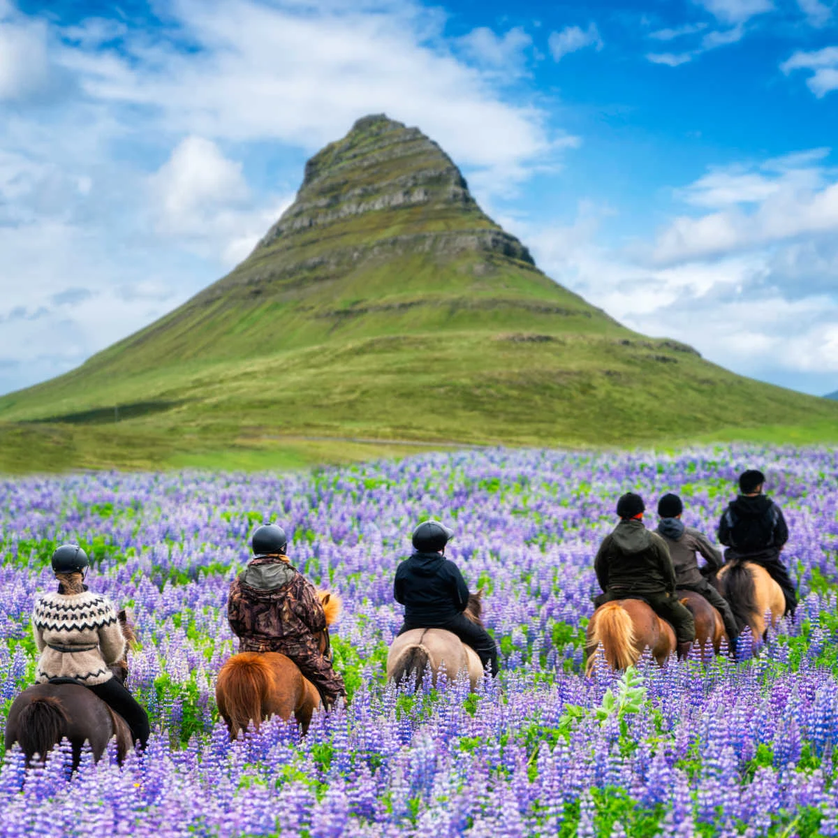 Tourists riding horses through Iceland field of flowers
