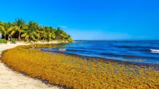 Sargassum covered beach in Playa Del Carmen