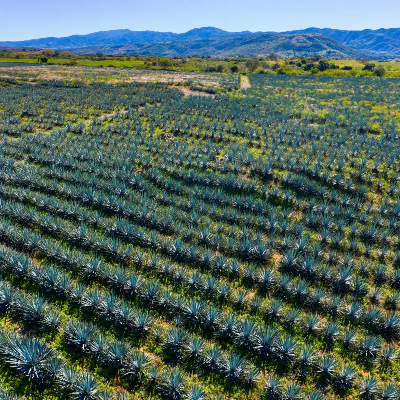 Vast agave field in Tepic, Mexico